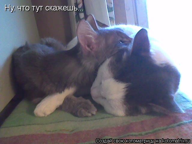 Ну, что тут скажешь...... Котоматрица: Ну, что тут скажешь...