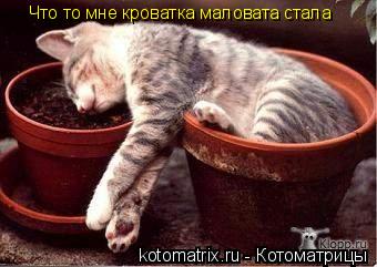 Что то мне кроватка маловата стала Что то мне кроватка маловата стала... Котоматрица: Что то мне кроватка маловата стала Что то мне кроватка маловата стала