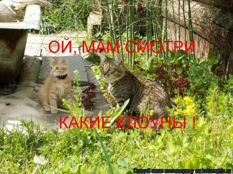 Котоматрица: ОЙ, МАМ СМОТРИ КАКИЕ КЛОУНЫ !