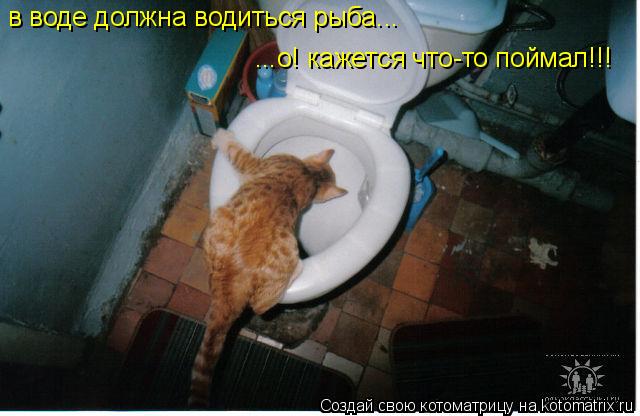 Котоматрица: в воде должна водиться рыба... ...о! кажется что-то поймал!!!