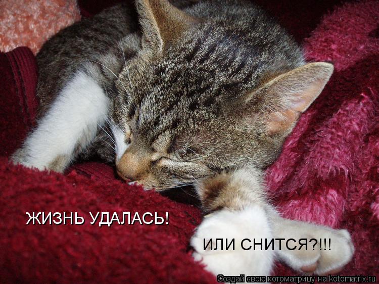 Котоматрица: ЖИЗНЬ УДАЛАСЬ! ИЛИ СНИТСЯ?!!!