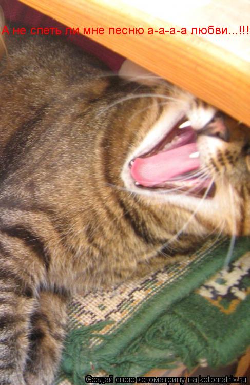 Котоматрица: А не спеть ли мне песню а-а-а-а любви...!!!