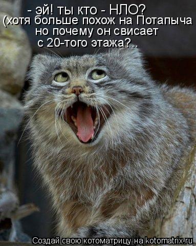 Котоматрица: - эй! ты кто - НЛО? (хотя больше похож на Потапыча но почему он свисает  с 20-того этажа?..