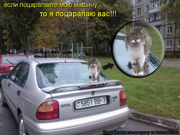 Котоматрица: если поцарапаете мою машину -  то я поцарапаю вас!!!