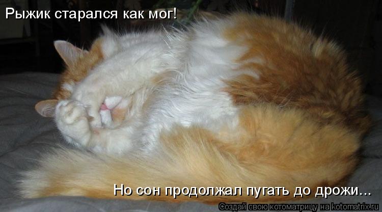 Котоматрица: Рыжик старался как мог! Но сон продолжал пугать до дрожи...