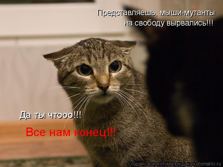 Котоматрица: Представляешь, мыши-мутанты  на свободу вырвались!!!   Да ты чтооо!!! Все нам конец!!!