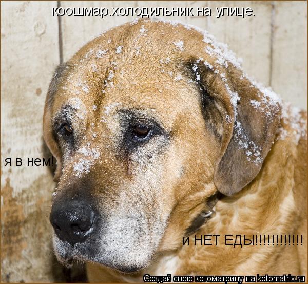 Котоматрица: коошмар.холодильник на улице. я в нем! и НЕТ ЕДЫ!!!!!!!!!!!!