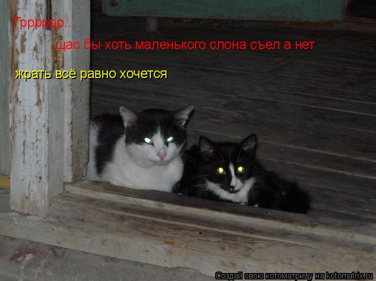 Котоматрица: Грррррр... щас бы хоть маленького слона съел а нет  жрать всё равно хочется