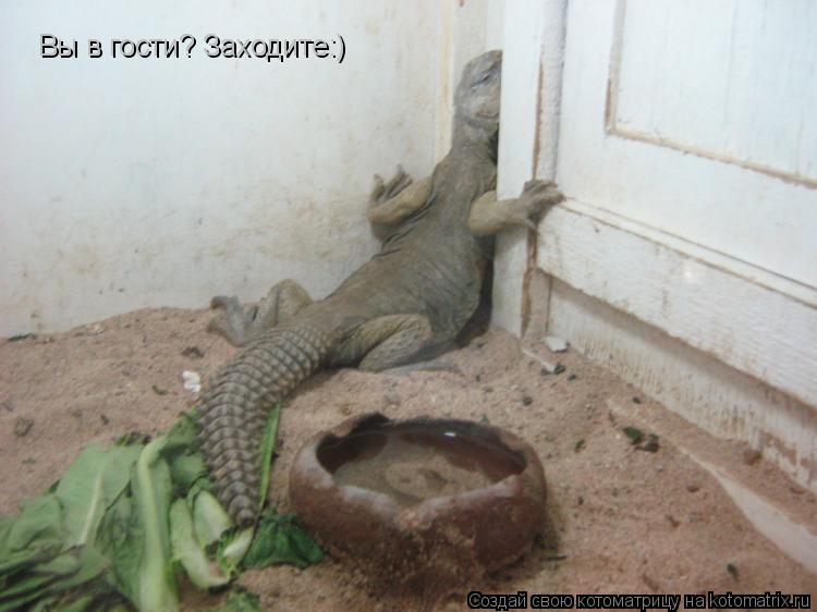 Котоматрица: Вы в гости? Вы в гости? Заходите:)
