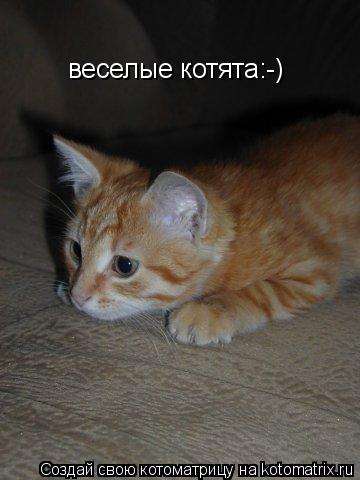 Котоматрица: веселые котята:-)