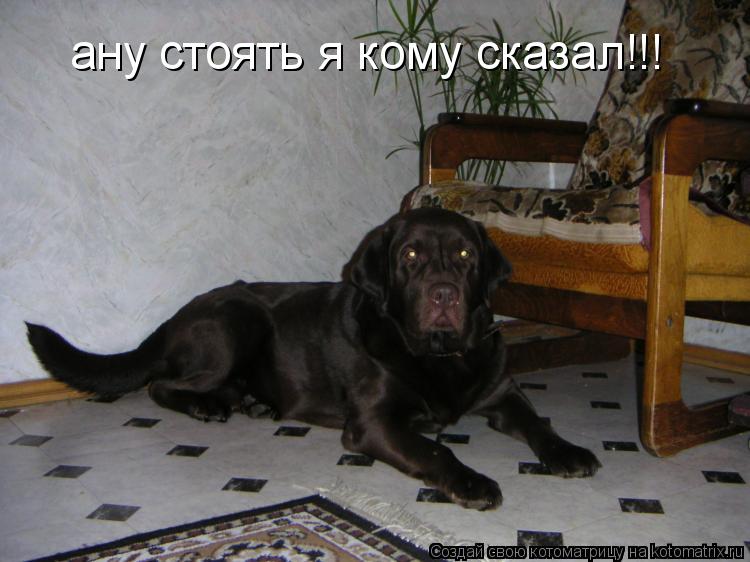 Котоматрица: ану стоять я кому сказал!!!