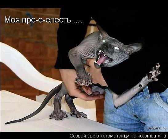 Моя пре-е-елесть........ Котоматрица: Моя пре-е-елесть.....