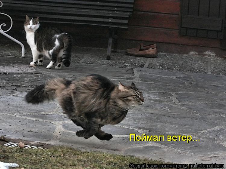 Котоматрица: Поймал ветер...