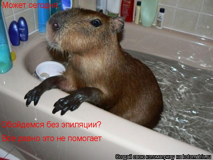 Котоматрица: Может сегодня Обойдемся без эпиляции? Все равно это не помогает