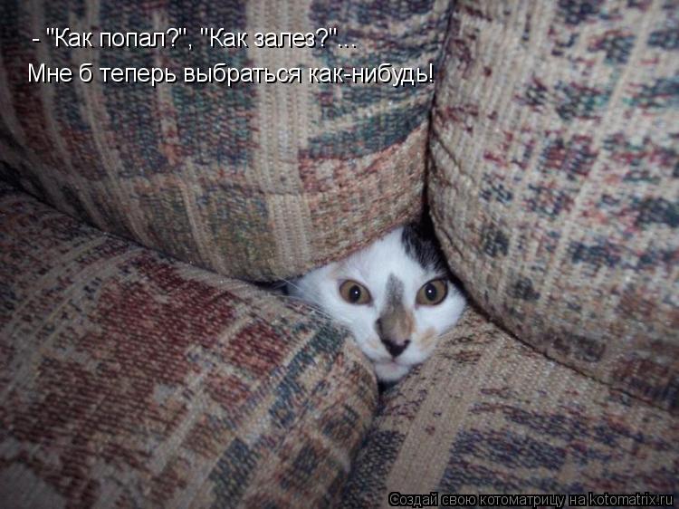 Котоматрица: - "Как попал?", "Как залез?"... Мне б теперь выбраться как-нибудь!