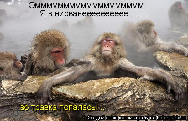 Котоматрица: Оммммммммммммммммммм..... Я в нирванееееееееее........ во травка попалась!...