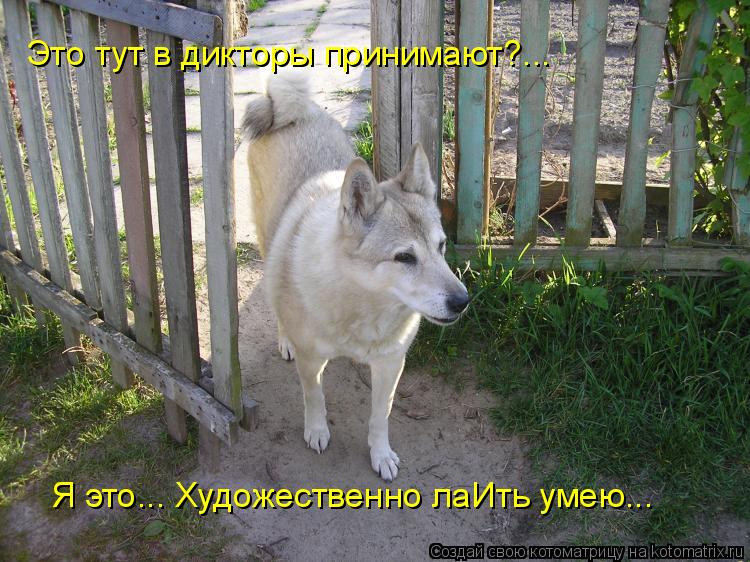 Котоматрица: Это тут в дикторы принимают?... Я это... Художественно лаИть умею...