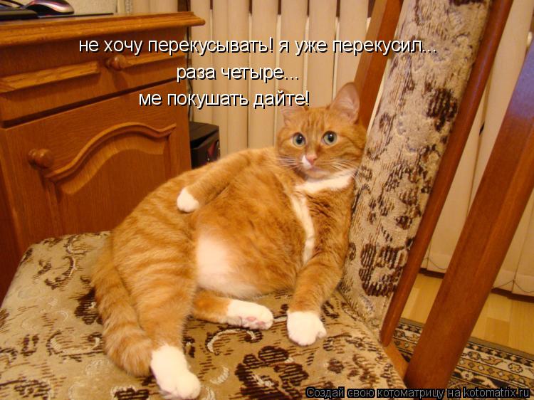 Котоматрица: не хочу перекусывать! я уже перекусил... раза четыре... ме покушать дайте!