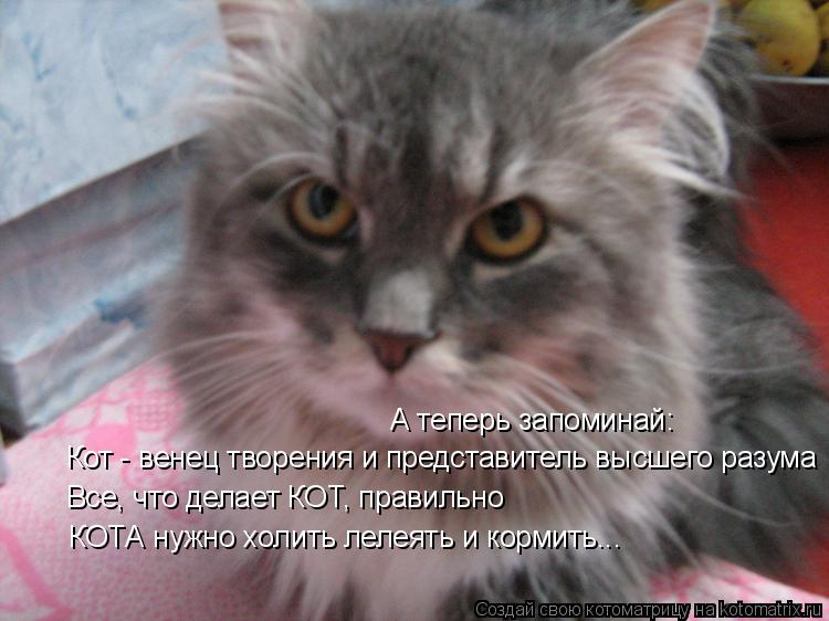 Котоматрица: А теперь запоминай: Кот - венец творения и представитель высшего разума Все, что делает КОТ, правильно КОТА нужно холить лелеять и кормить...