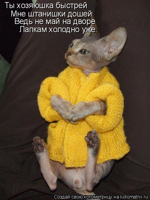 Ты хозяюшка быстрей Мне штанишки дошей Ведь не май на дворе Лапкам холодно уже.... Котоматрица: Ты хозяюшка быстрей Мне штанишки дошей Ведь не май на дворе Лапкам холодно уже.