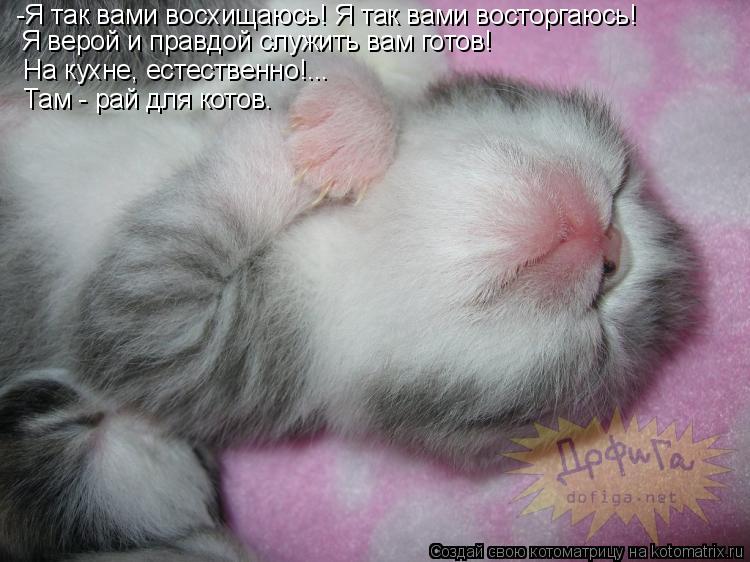 -Я так вами восхищаюсь! Я так вами восторгаюсь! Я верой и правдой служить вам готов! На кухне, естест... Котоматрица: -Я так вами восхищаюсь! Я так вами восторгаюсь! Я верой и правдой служить вам готов! На кухне, естественно!... Там - рай для котов.