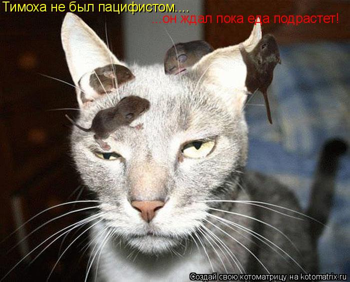 Тимоха не был пацифистом.... ...он ждал пока еда подрастет!... Котоматрица: Тимоха не был пацифистом.... ...он ждал пока еда подрастет!