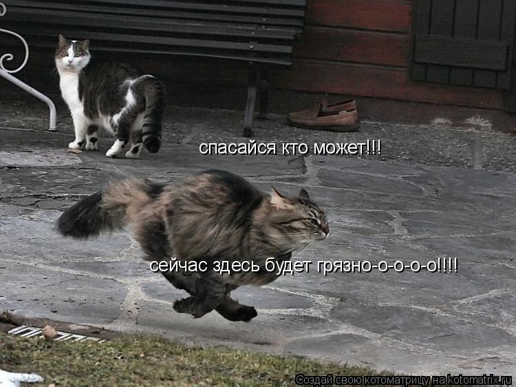 спасайся кто может!!! сейчас здесь будет грязно-о-о-о-о!!!!... Котоматрица: спасайся кто может!!! сейчас здесь будет грязно-о-о-о-о!!!!