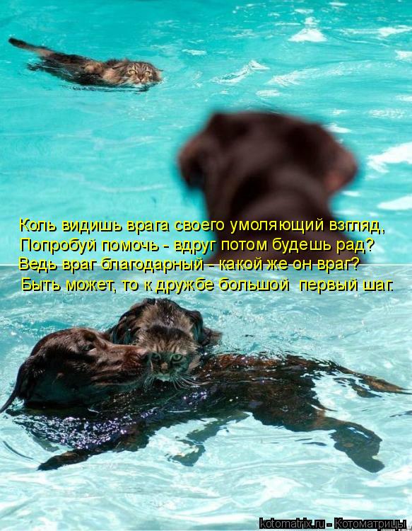 Коль видишь врага своего умоляющий взгляд, Попробуй помочь - вдруг потом будешь рад? Ведь враг благод... Котоматрица: Коль видишь врага своего умоляющий взгляд, Попробуй помочь - вдруг потом будешь рад? Ведь враг благодарный - какой же он враг? Быть может, то