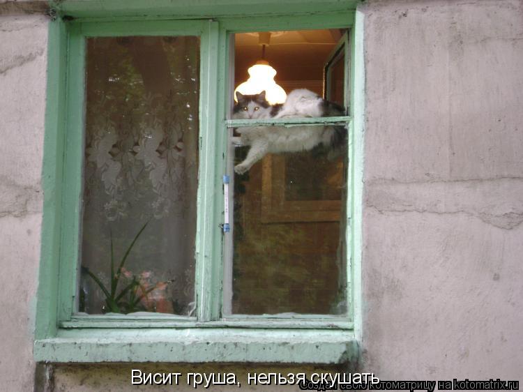 Висит груша, нельзя скушать... Котоматрица: Висит груша, нельзя скушать