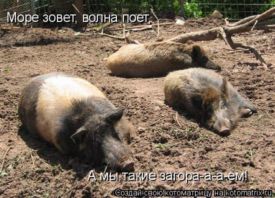 Котоматрица: Море зовет, волна поет, А мы такие загора-а-а-ем!