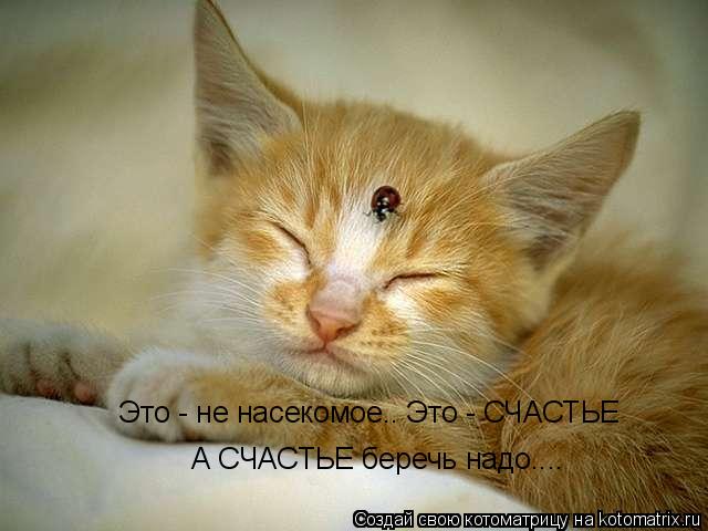 Котоматрица: Это - не насекомое.. Это - СЧАСТЬЕ А СЧАСТЬЕ беречь надо....