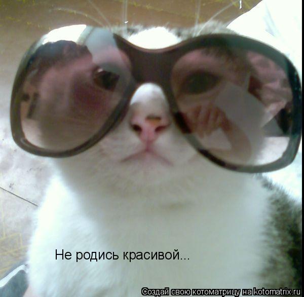 Котоматрица: Не родись красивой...