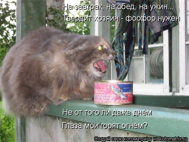 Котоматрица: На завтрак, на обед, на ужин... Твердит хозяин - фосфор нужен Не от того ли даже днём Глаза мои горят огнём?