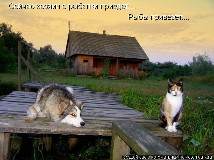 Котоматрица: Сейчас хозяин с рыбалки приедет.... Рыбы привезёт....