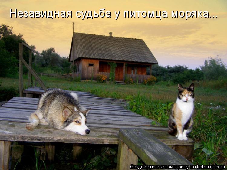Незавидная судьба у питомца моряка...... Котоматрица: Незавидная судьба у питомца моряка...
