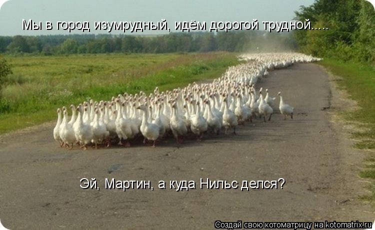 Котоматрица: Мы в город изумрудный, идём дорогой трудной..... Эй, Мартин, а куда Нильс делся?