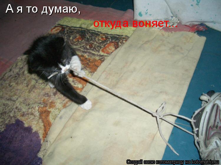 Котоматрица: А я то думаю, откуда воняет...