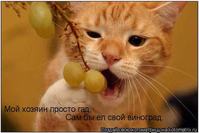 Котоматрица: Мой хозяин просто гад, Сам бы ел свой виноград.