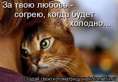 Котоматрица: согрею, когда будет  холодно... За твою любовь -