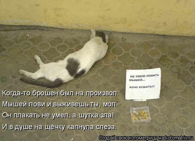 Котоматрица: Когда-то брошен был на произвол. Мышей лови и выживешь ты, мол. Он плакать не умел, а шутка зла! И в душе на щёчку капнула слеза.