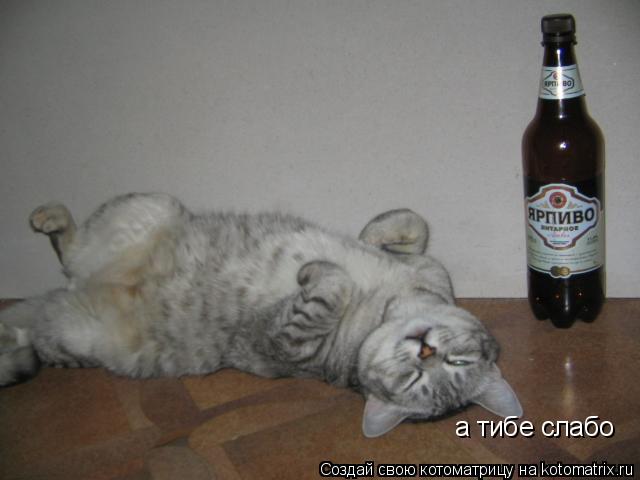 Котоматрица: а тибе слабо