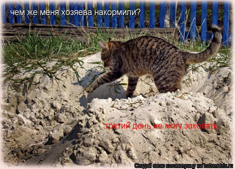Котоматрица: чем же меня хозяева накормили? третий день не могу закопать
