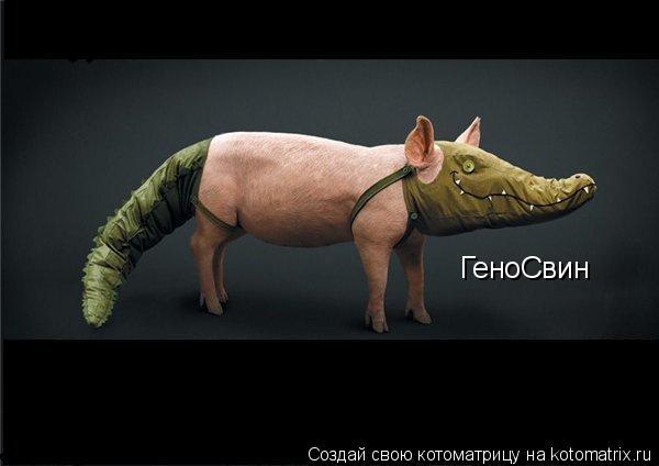 Котоматрица: ГеноСвин