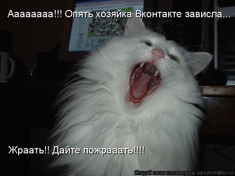 Котоматрица: Аааааааа!!! Опять хозяйка Вконтакте зависла... Жраать!! Дайте пожрааать!!!!