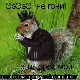 Котоматрица: ЭэЭэЭ! не гони! этот орех мой!