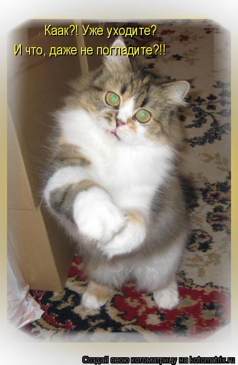 Котоматрица: Каак?! Уже уходите?  И что, даже не погладите?!!