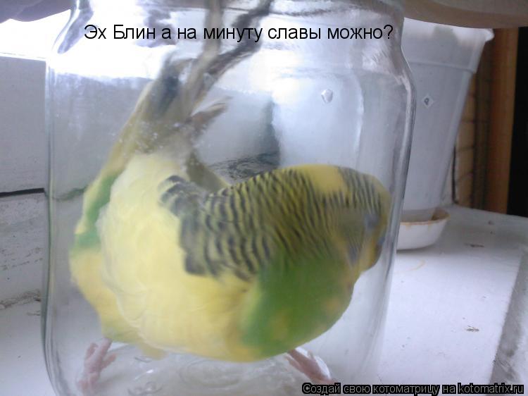 Котоматрица: Эх Блин а на минуту славы можно?