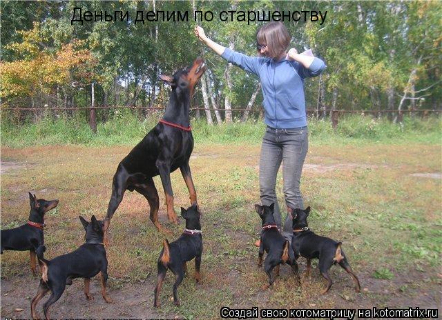 Котоматрица: Деньги делим по старшенству