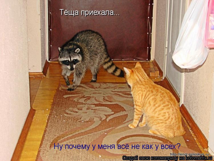 Котоматрица: Тёща приехала... Ну почему у меня всё не как у всех?