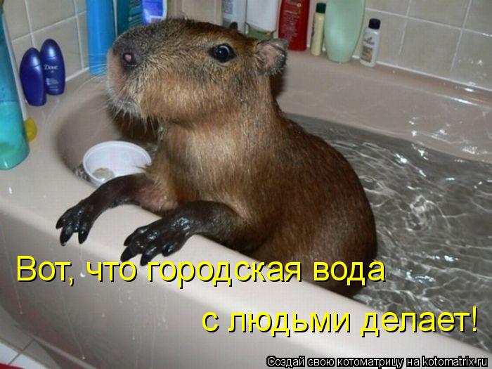 Котоматрица: Вот, что городская вода с людьми делает!